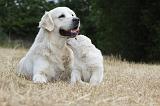 GOLDEN RETRIEVER 712